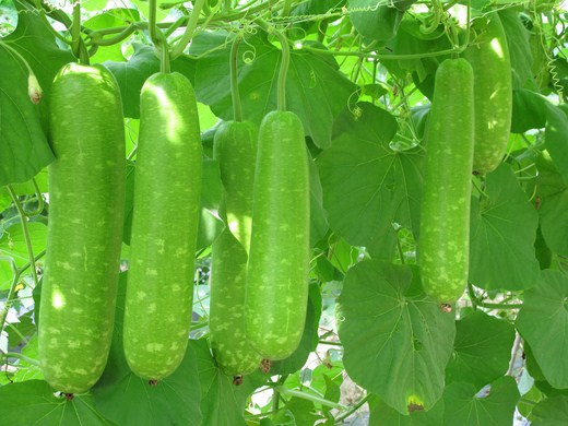 Rau củ