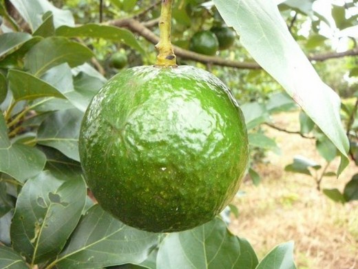 Cây ăn trái