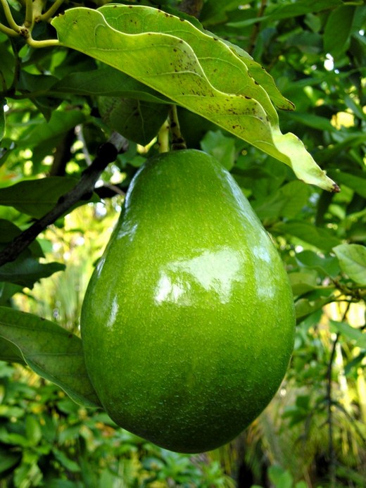 Cây ăn trái