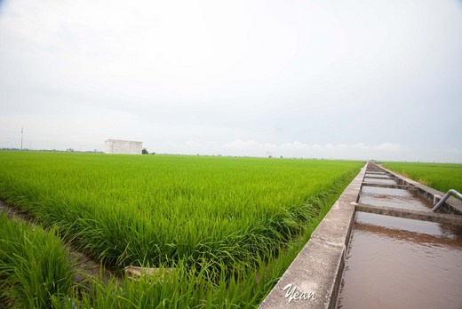Cây lương thực