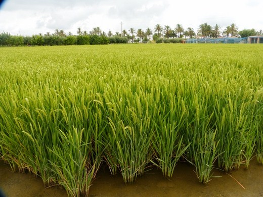 Cây lương thực
