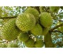 Trung Quốc thêm 230 mã số vùng trồng, cơ sở đóng gói sầu riêng
