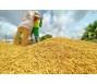 Thủ tướng ký Chỉ thị đẩy mạnh sản xuất, xuất khẩu lúa gạo