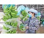 Thêm một loại quả được xuất khẩu chính ngạch sang Trung Quốc