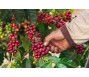 Điều gì đã đẩy giá cà phê tăng vọt trong cuối năm 2024?
