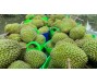 Sầu riêng trái vụ giảm giá mạnh