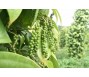 Xuất khẩu tiêu tăng mạnh trong tháng 2