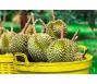 Xuất khẩu sầu riêng quý I giảm hơn một nửa so với cùng kỳ năm ngoái