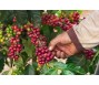 Điều gì khiến giá cà phê bất ngờ lao dốc ngay sau khi thiết lập đỉnh mới?