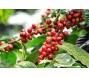 Giải mã đà tăng giá cà phê trong 2 tháng đầu năm