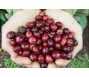 Giá cà phê vượt 100.000 đồng/kg