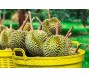 Gặp khó tại Trung Quốc, xuất khẩu sầu riêng lao dốc