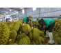 Sầu riêng tăng giá vừa mừng vừa lo: Thổi giá phá vỡ toàn bộ chuỗi liên kết