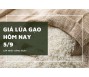 Giá lúa gạo hôm nay 5/9