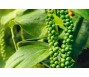 Giá tiêu sẽ giảm khi bước vào cao điểm thu hoạch?