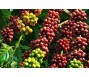 Giá cà phê thế giới có thể giảm do áp lực bán tháo