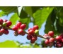 Bộ Công Thương: Xuất khẩu cà phê năm 2025 có thể tiếp tục tăng trưởng