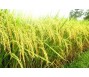 Giá gạo đã chạm đáy nhưng khó hồi phục trong năm nay