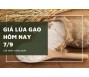 Giá lúa gạo hôm nay 7/9