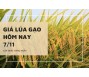 Giá lúa gạo hôm nay 7/11