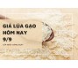 Giá lúa gạo hôm nay 9/9