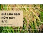 Giá lúa gạo hôm nay 9/12