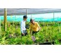 Thủy lợi bứt phá chuyển đổi cây trồng [Bài 2]: Loài hoa ôn đới ở ‘chảo lửa’ Tây Ninh