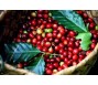 Giá cà phê robusta có thể tiếp tục tăng nhờ nguồn cung khan hiếm