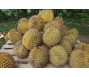 Vụ Cadimi trong sầu riêng: Không thể chỉ đổ lỗi cho nông dân