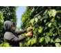 Giá tiêu tăng mạnh, kim ngạch xuất khẩu tăng 30,5% trong nửa đầu năm