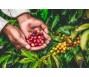 ICO: Giá cà phê thế giới trở lại mức đỉnh của 13 năm