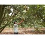 Nông dân trồng sầu riêng ở Đắk Lắk đối diện với nhiều bất lợi
