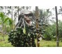 Gần trăm nghìn đồng một kg cau tươi