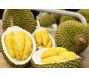 Giá sầu riêng tăng mạnh nhưng nhiều doanh nghiệp có thể thua lỗ