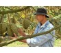 Ồ ạt trồng sầu riêng tại Đắk Lắk, nguồn cung đứng trước nguy cơ vượt cầu