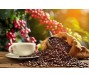Xuất khẩu cà phê giảm nhưng giá phục hồi mạnh