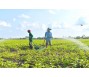 Vực dậy vựa khoai lang lớn nhất nước