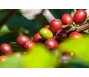 Giá cà phê robusta thế giới tăng lên mức cao nhất 28 năm do lo ngại nguồn cung thiếu hụt