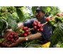 USDA: Sản lượng và tiêu thụ cà phê toàn cầu dự báo tăng trong niên vụ 2023-2024