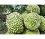 Sầu riêng Việt Nam được xuất khẩu đến 24 thị trường và đang mở cửa với Ấn Độ