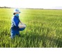 Giá gạo xuất khẩu neo cao có thể kích thích nhu cầu tiêu thụ urê trong nước