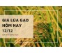 Giá lúa gạo hôm nay 12/12