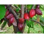 Hơn 172 triệu đồng mới mua được 1 tấn cacao
