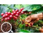 Lo ngại thiếu hụt nguồn cung, nhiều nước tăng nhập khẩu cà phê từ Việt Nam