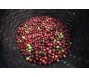 Giá cà phê, cacao đạt đỉnh mới mới vì nỗi sợ nguồn cung giảm