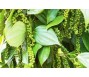 Giá tiêu tăng mạnh: Lợi nhuận vẫn chưa đủ hấp dẫn người trồng, khách hàng nhập khẩu dè dặt đặt hàng