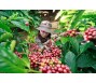 Xuất khẩu cà phê tháng 7 giảm về lượng nhưng đạt đỉnh nhiều năm về giá