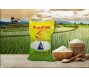 Xuất khẩu gạo đặc sản ST24, ST25 tăng 4 lần sau 3 năm
