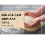 Giá lúa gạo hôm nay 14/10