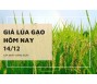 Giá lúa gạo hôm nay 14/12